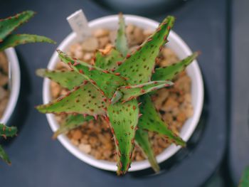 Close-up of succulent plant