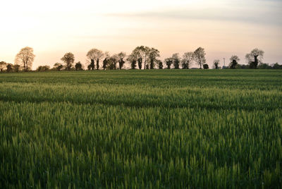 Scenic view of cereal field against sky with trees and hedgerow in silhouette