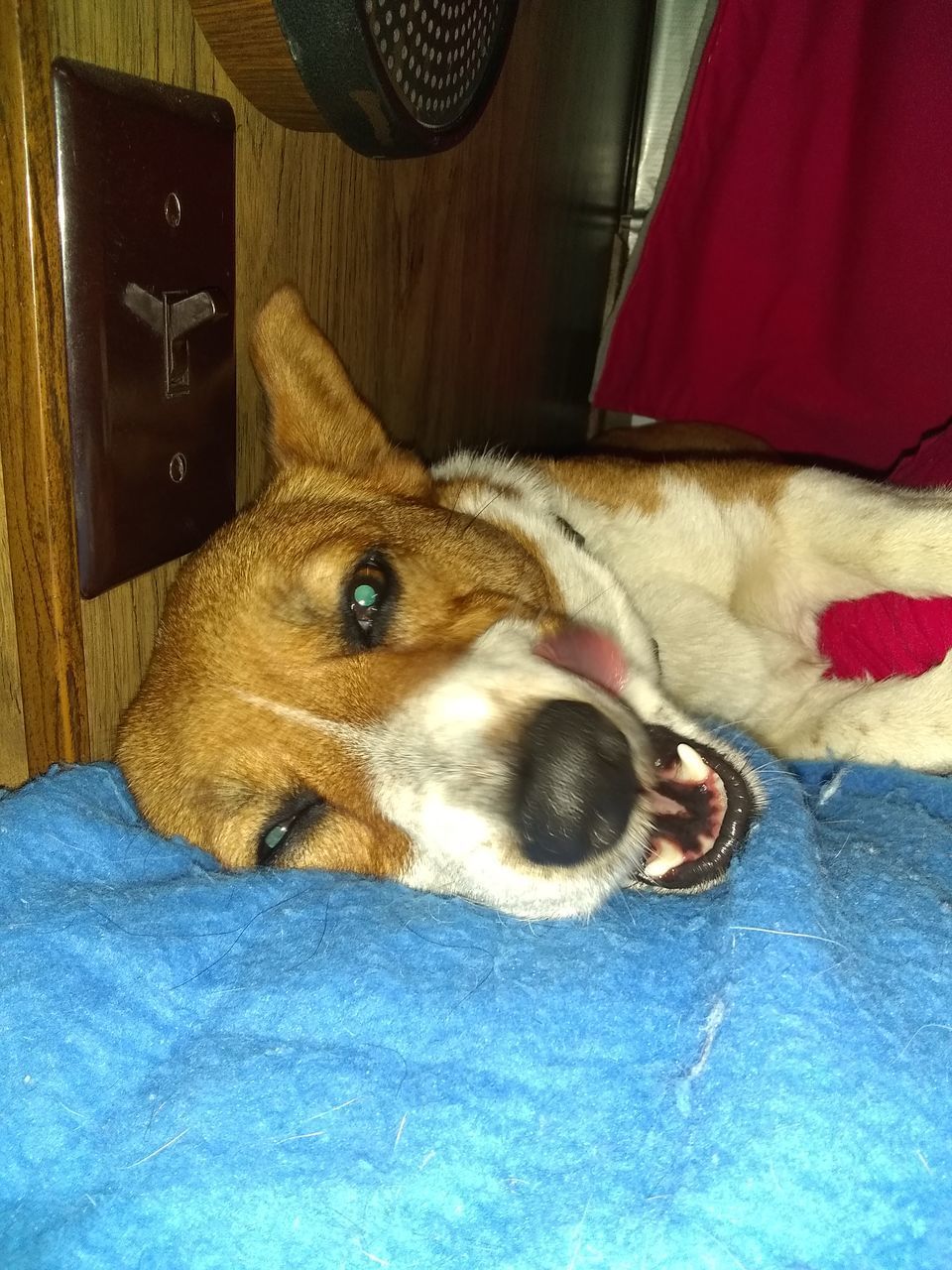 CLOSE-UP OF A DOG LYING IN THE BED