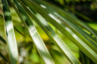 Full frame shot of palm leaves