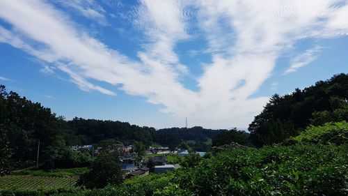 Trees on landscape against sky