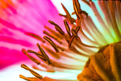 Close-up of honey bee on flower