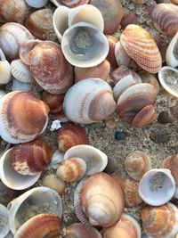 High angle view of shells in sea