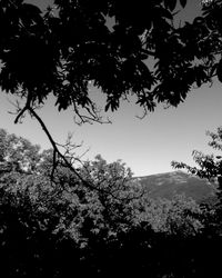 Low angle view of trees against clear sky