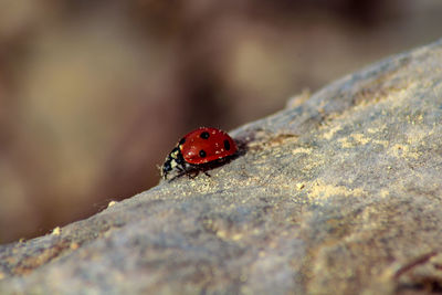 Close-up of ladybug on rock