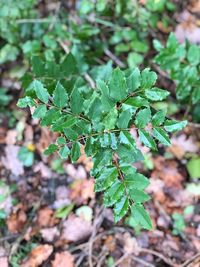 High angle view of plant growing on field