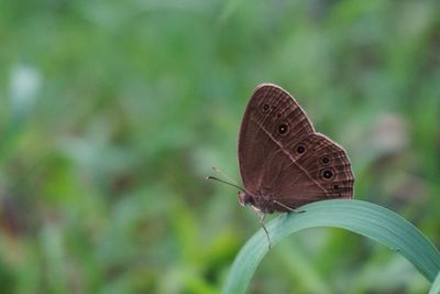 Close-up of butterfly on flower