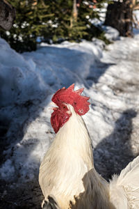 Close-up of rooster