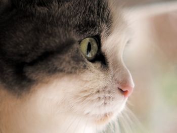 Close-up of a cat looking away