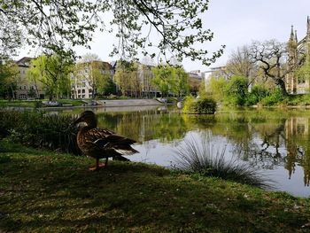 Swan on lake by trees