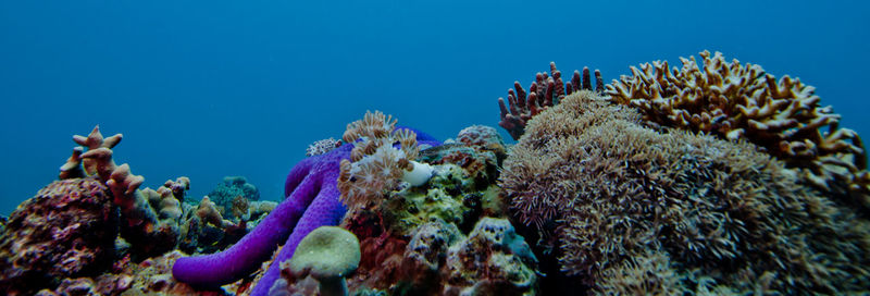 Starfish on coral reefs undersea 