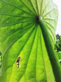 Close-up of insect on leaf