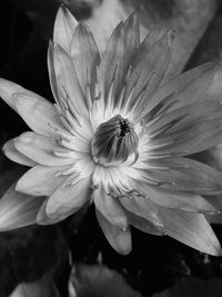 Close-up of flower