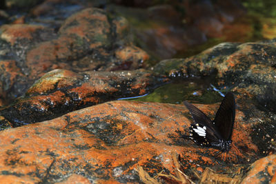 Close-up of butterfly on rock