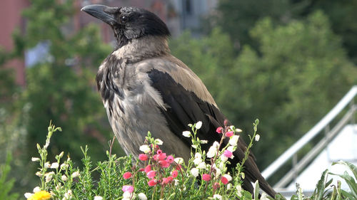 Close-up of bird perching on flower
