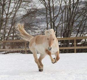 Horse running on snow covered field