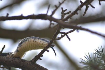 Low angle view of bird perching on branch against sky