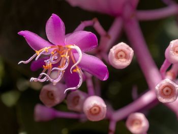 Close-up of flowers against blurred background