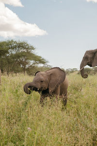 Elephants on grassy field