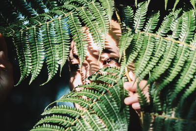 Close-up of palm tree