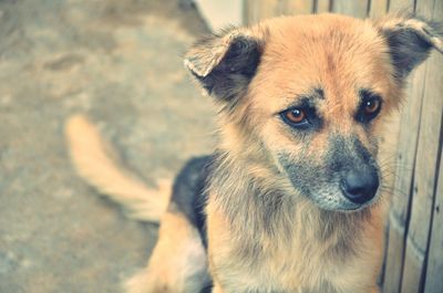 Close-up portrait of a dog