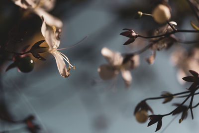 Close-up of flowering plant against blurred background