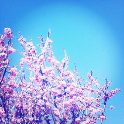 Low angle view of pink flowers blooming on tree