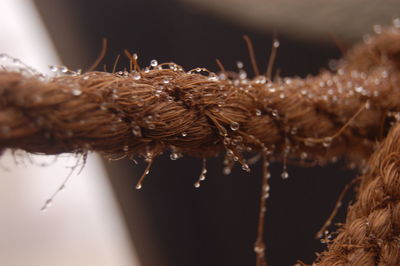 Close-up of spider on web