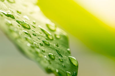 Close-up of wet plant leaves