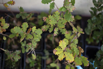 Close-up of fresh green plant on field