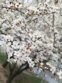 Close-up of white cherry blossoms in spring