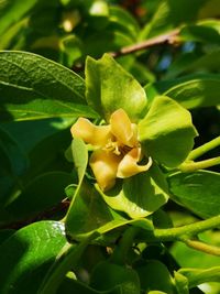 Close-up of yellow flowering plant