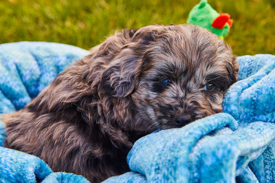 Close-up of a dog resting