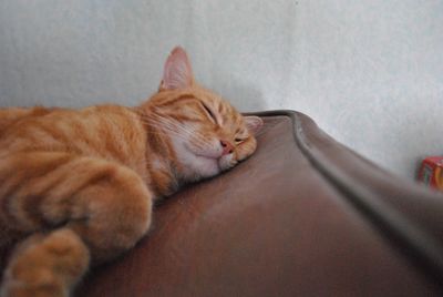 Cat sleeping on bed