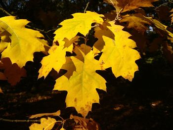 Close-up of yellow maple leaves on tree