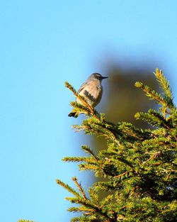 Low angle view of bird perching on tree against clear sky