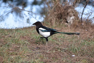 Bird perching on a land