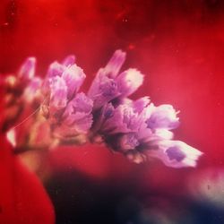 Close-up of pink flowers