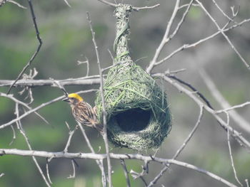 Close-up of bird perching on branch