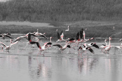 Flock of birds in lake