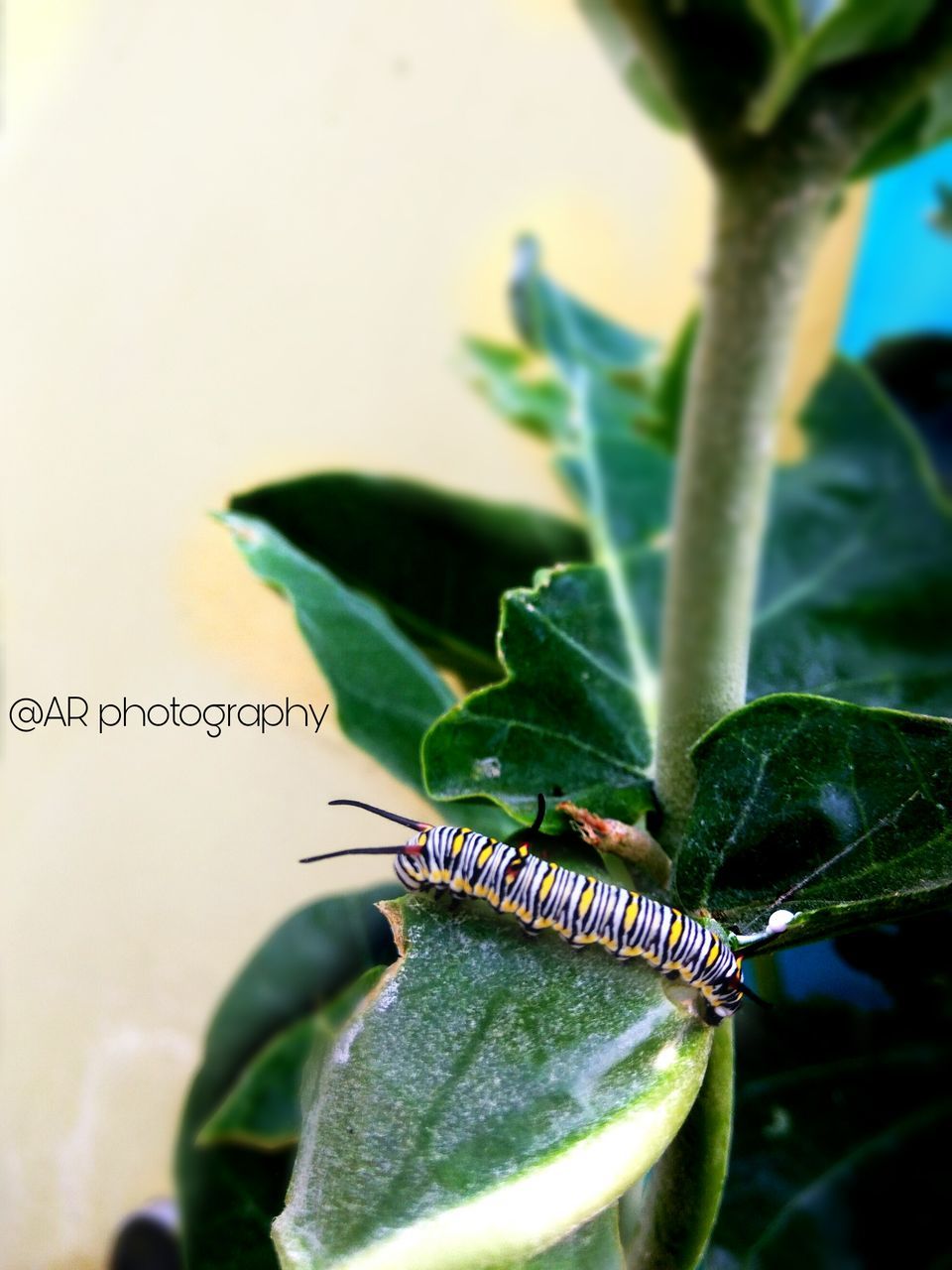 CLOSE-UP OF GRASSHOPPER ON PLANT