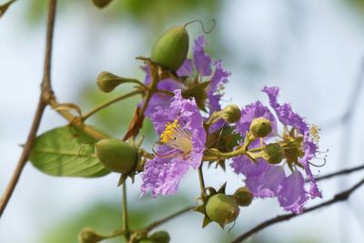 Close-up of fruits growing on tree