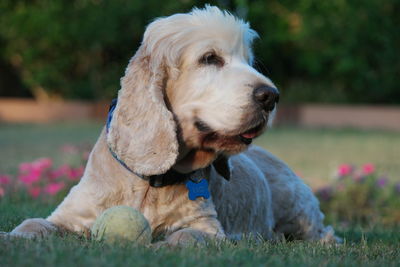 Dog on grass