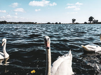 Swan swimming in lake against sky