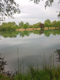 Reflection of trees in calm lake