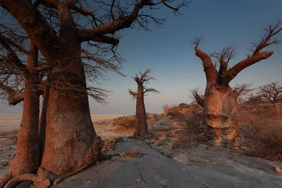 View of bare trees against clear sky