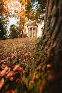 Autumn leaves on tree trunk in forest