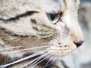 Close-up of a cat looking away