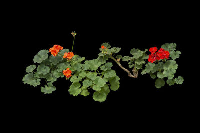 Close-up of flowering plant against black background