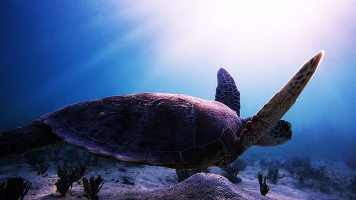 Close-up of turtle swimming in sea